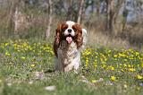 CAVALIER KING CHARLES 617